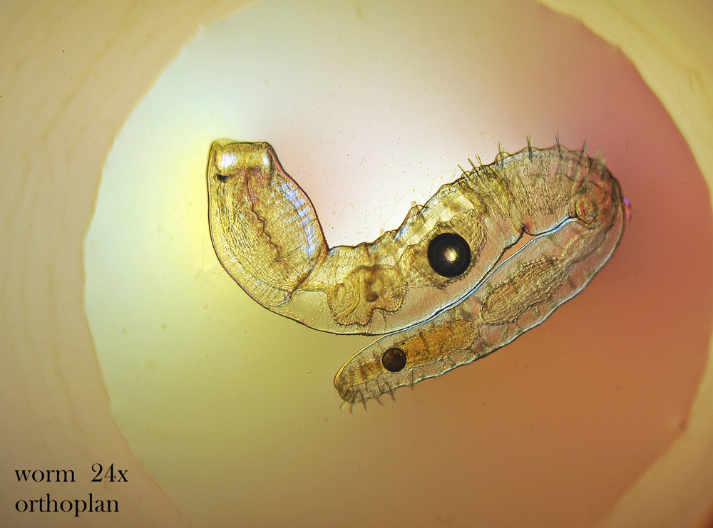 Verme fotogenico, credo sia un nematode.